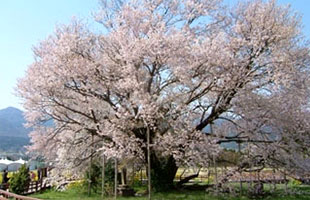 一心行の大桜